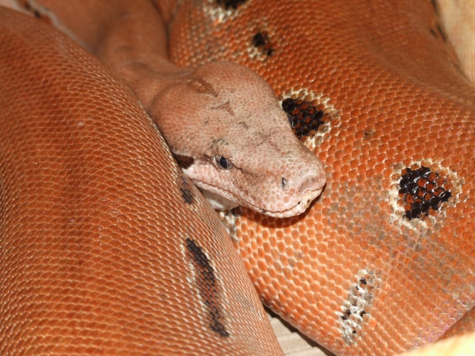 brown and black spotted python preview