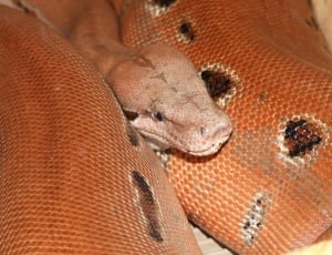 brown and black spotted python thumbnail