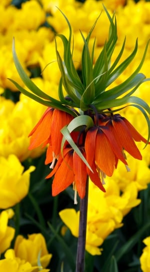 green and orange flower thumbnail