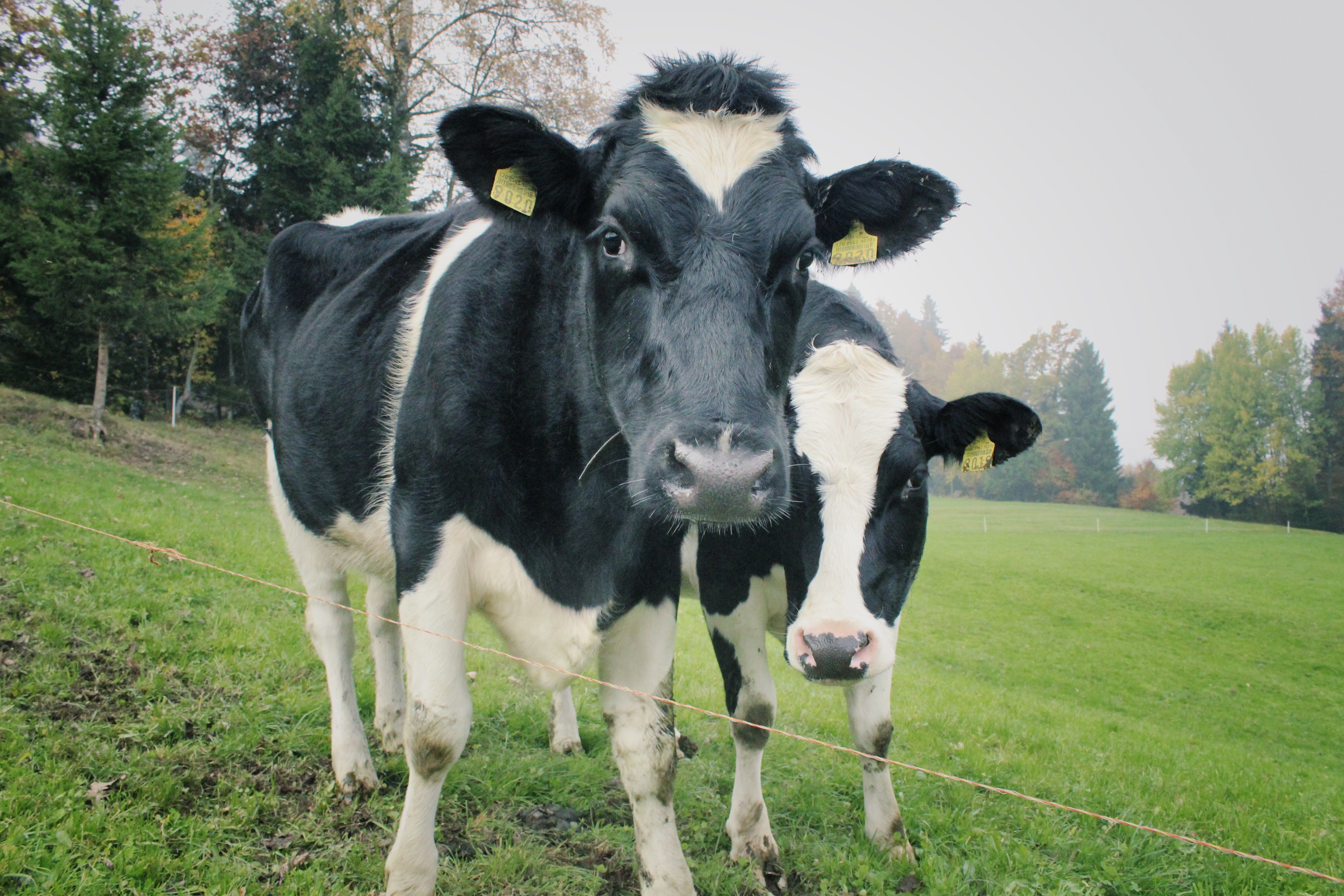2 white and black cows
