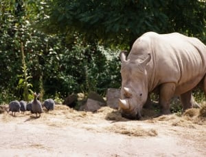 gray rhinoceros  and turkey thumbnail