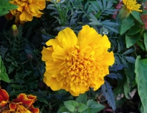yellow flower plant thumbnail