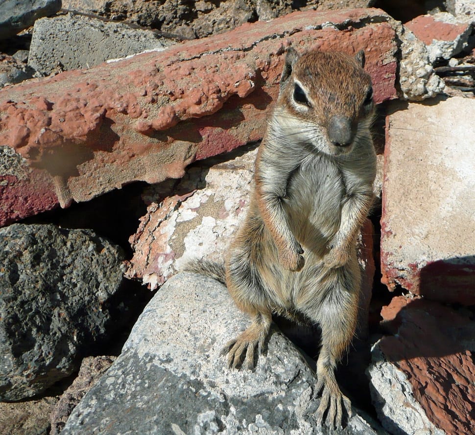 brown and gray squirrel preview