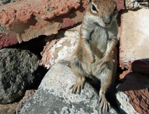 brown and gray squirrel thumbnail