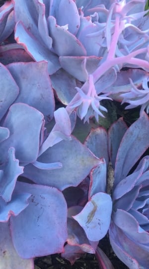 purple succulent plant thumbnail