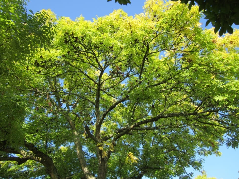 green tree under blue sky preview