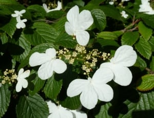 white flower plant thumbnail