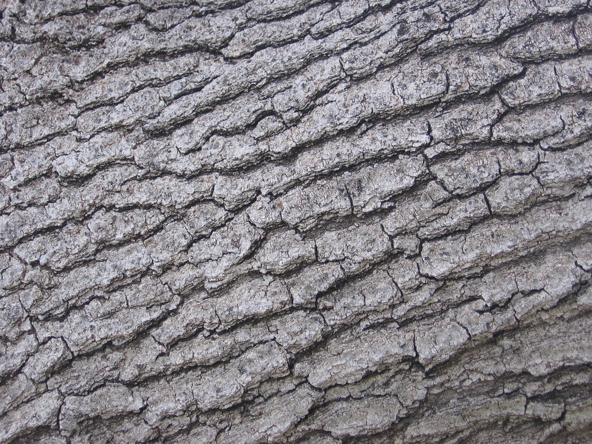 gray tree stem