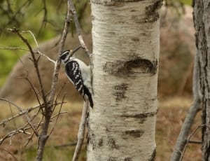 white and black woodpecker bird thumbnail
