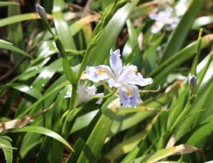white iris flower thumbnail