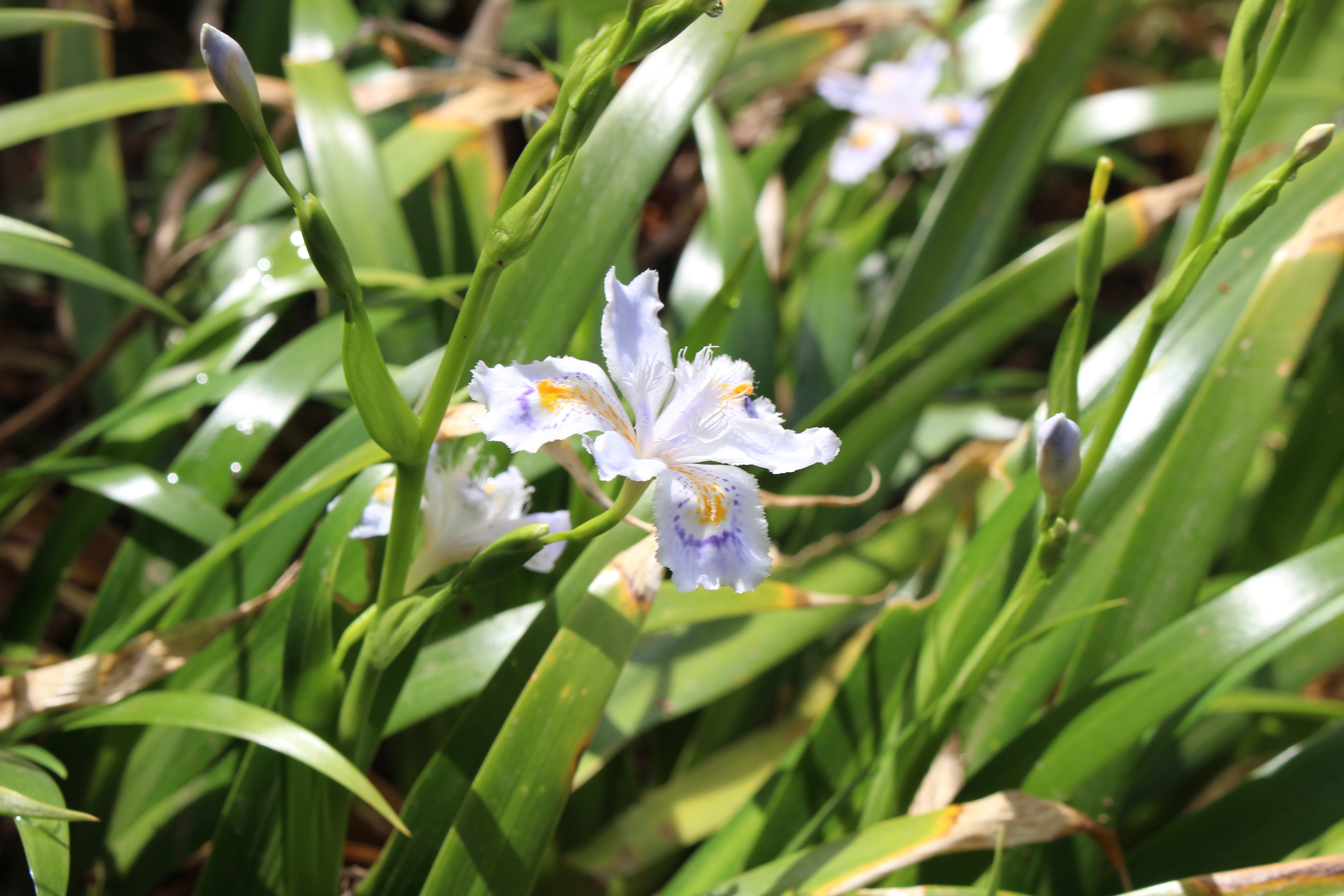 white iris flower