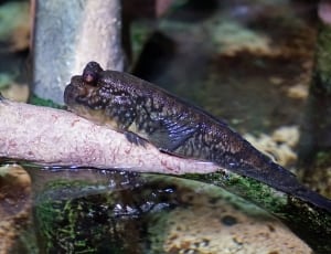 brown and black amphibian thumbnail