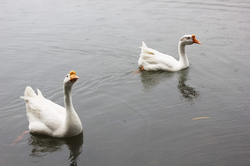 two white geese preview