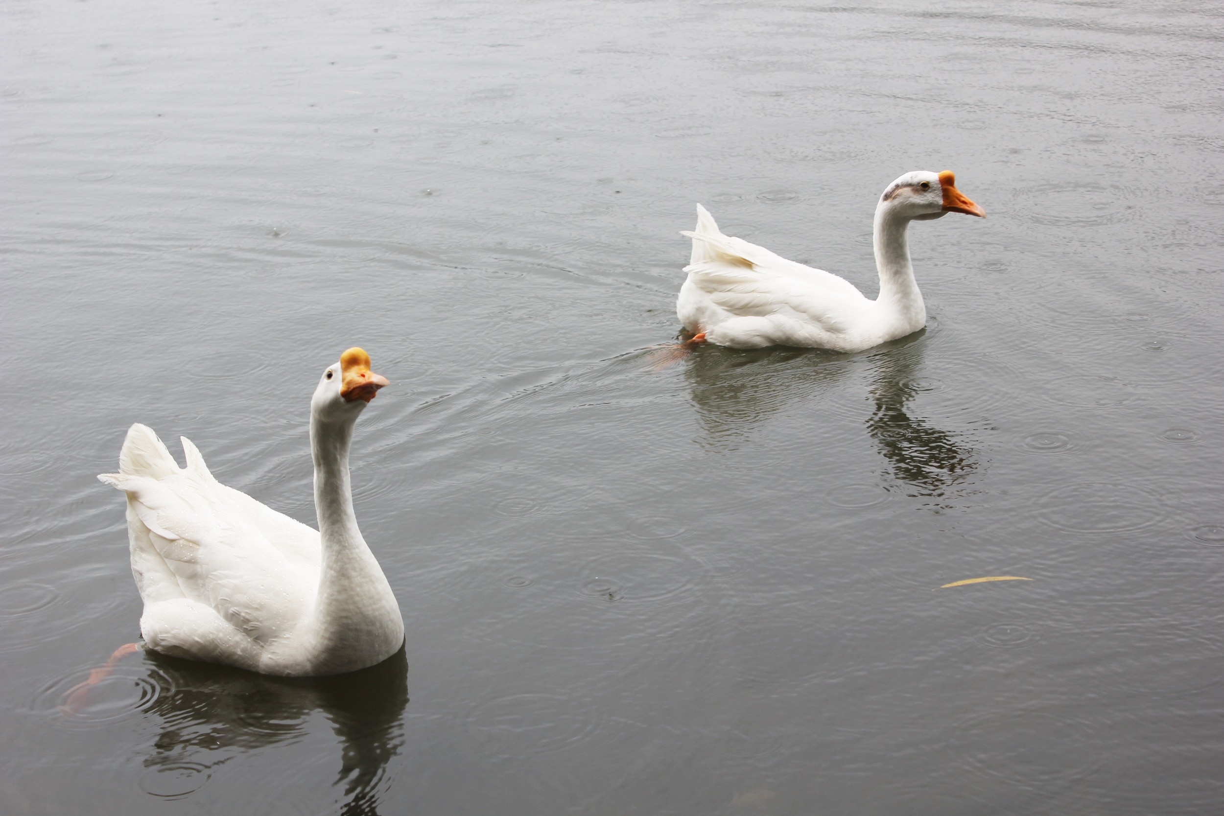 two white geese