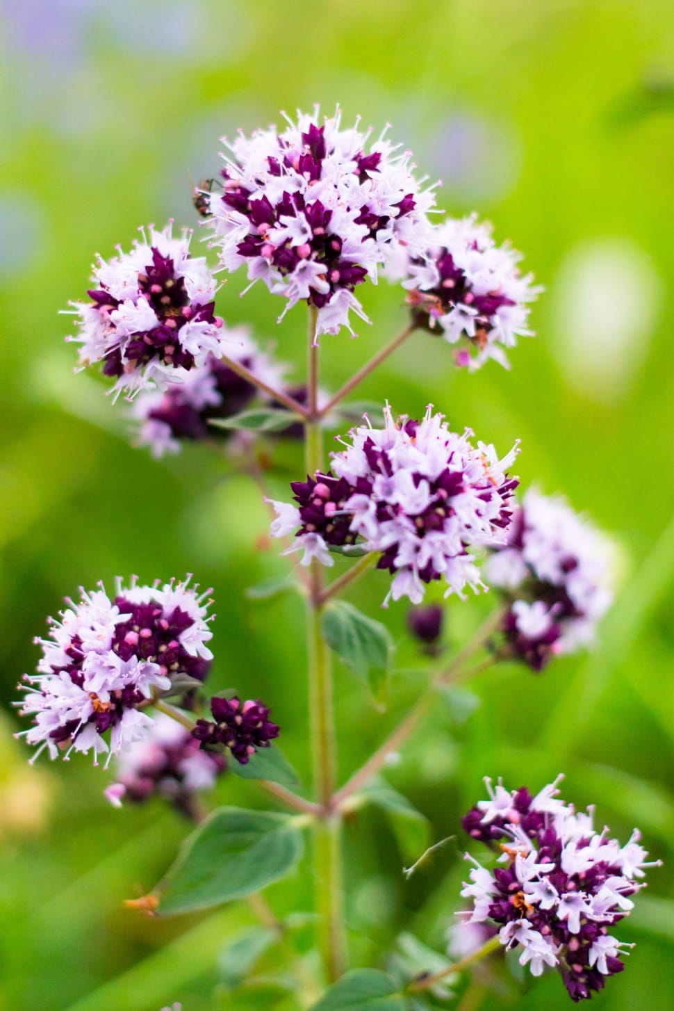 purple and white flower buds preview