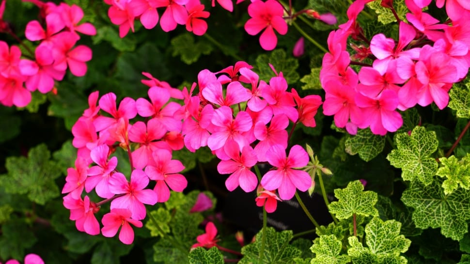 pink flowers plant preview