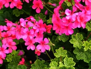 pink flowers plant thumbnail