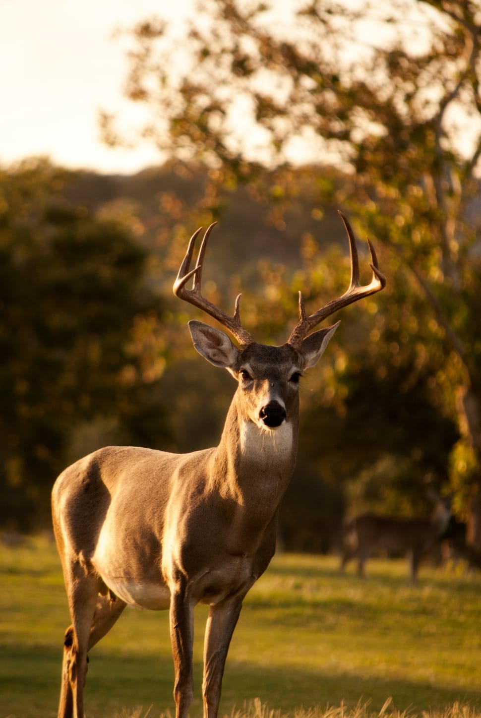 macro lens photo of brown deer preview