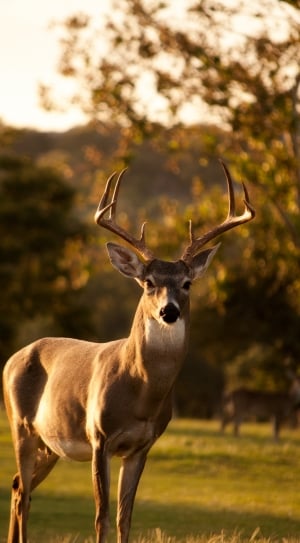 macro lens photo of brown deer thumbnail