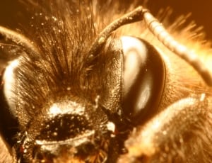 brown and black bee thumbnail