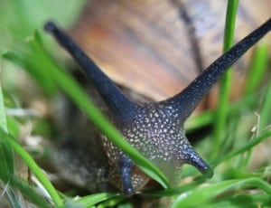 black and brown snail thumbnail