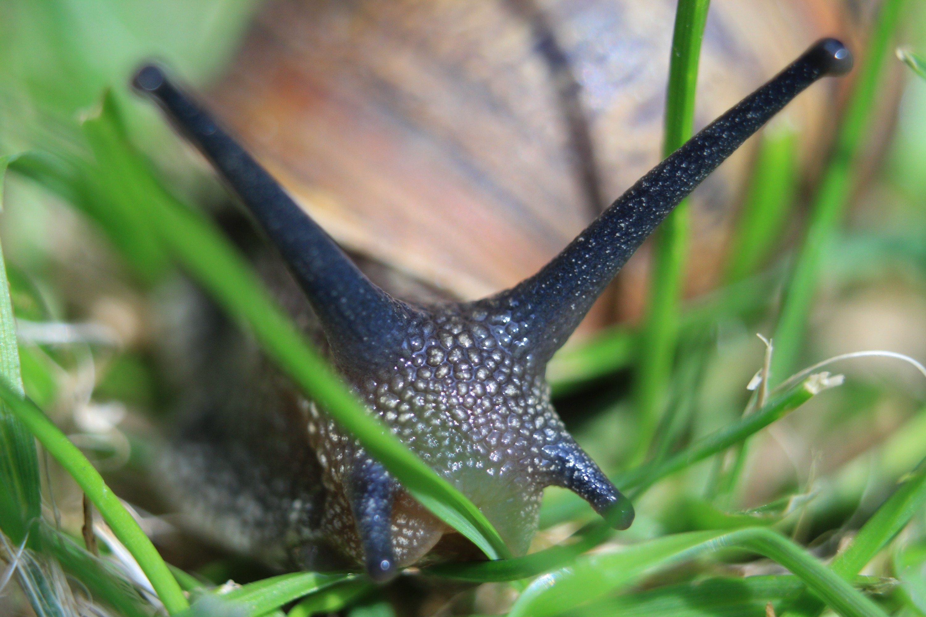 black and brown snail