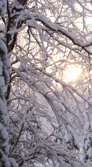 snow covered tree branches thumbnail