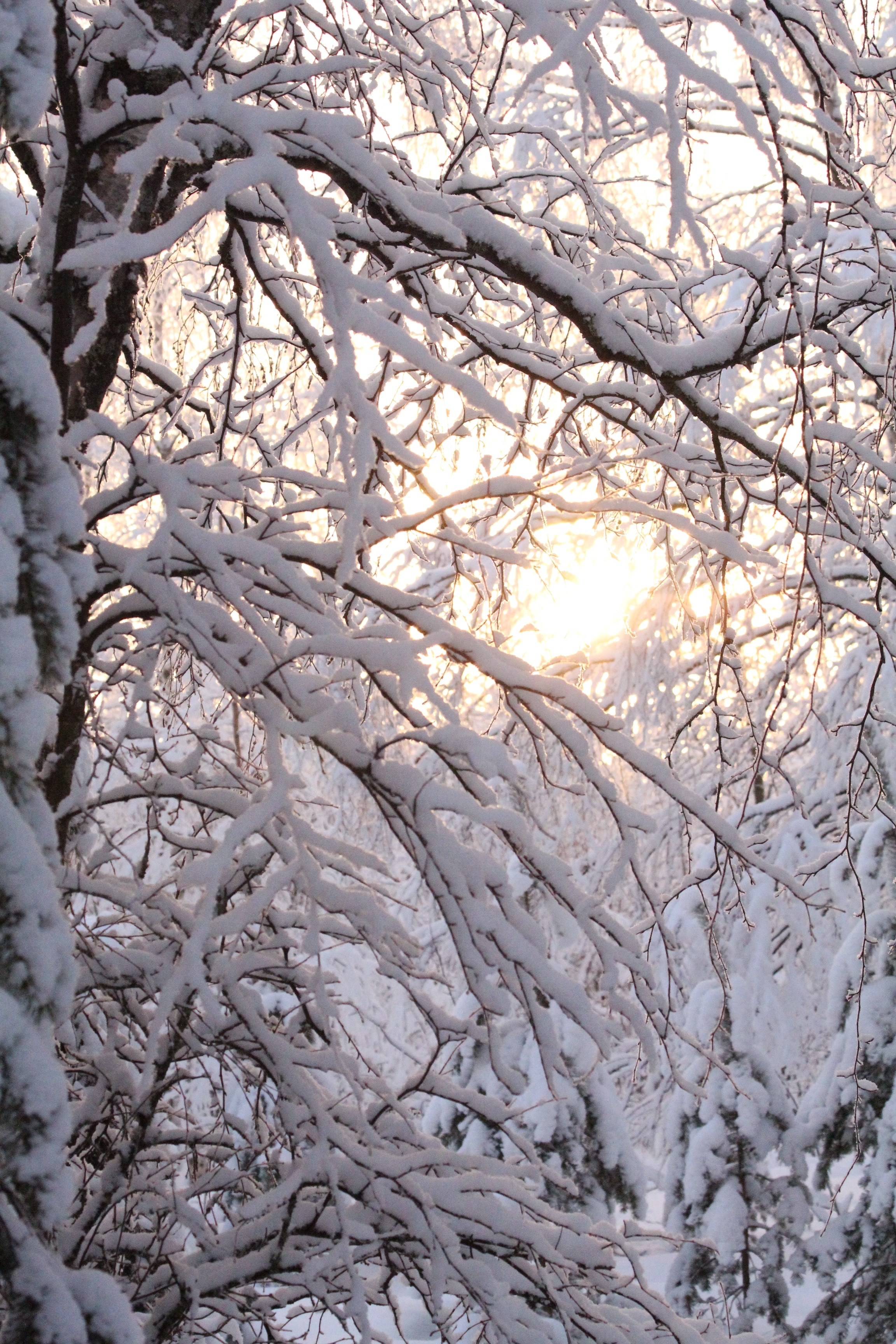 snow covered tree branches