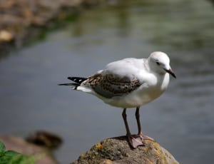 white black beak gull thumbnail