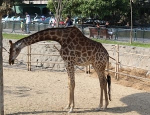 brown giraffe on sand surface thumbnail