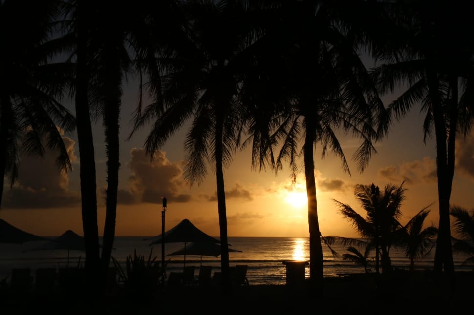 silhouette of coconut palm trees during sunset preview