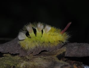yellow catterpillar thumbnail