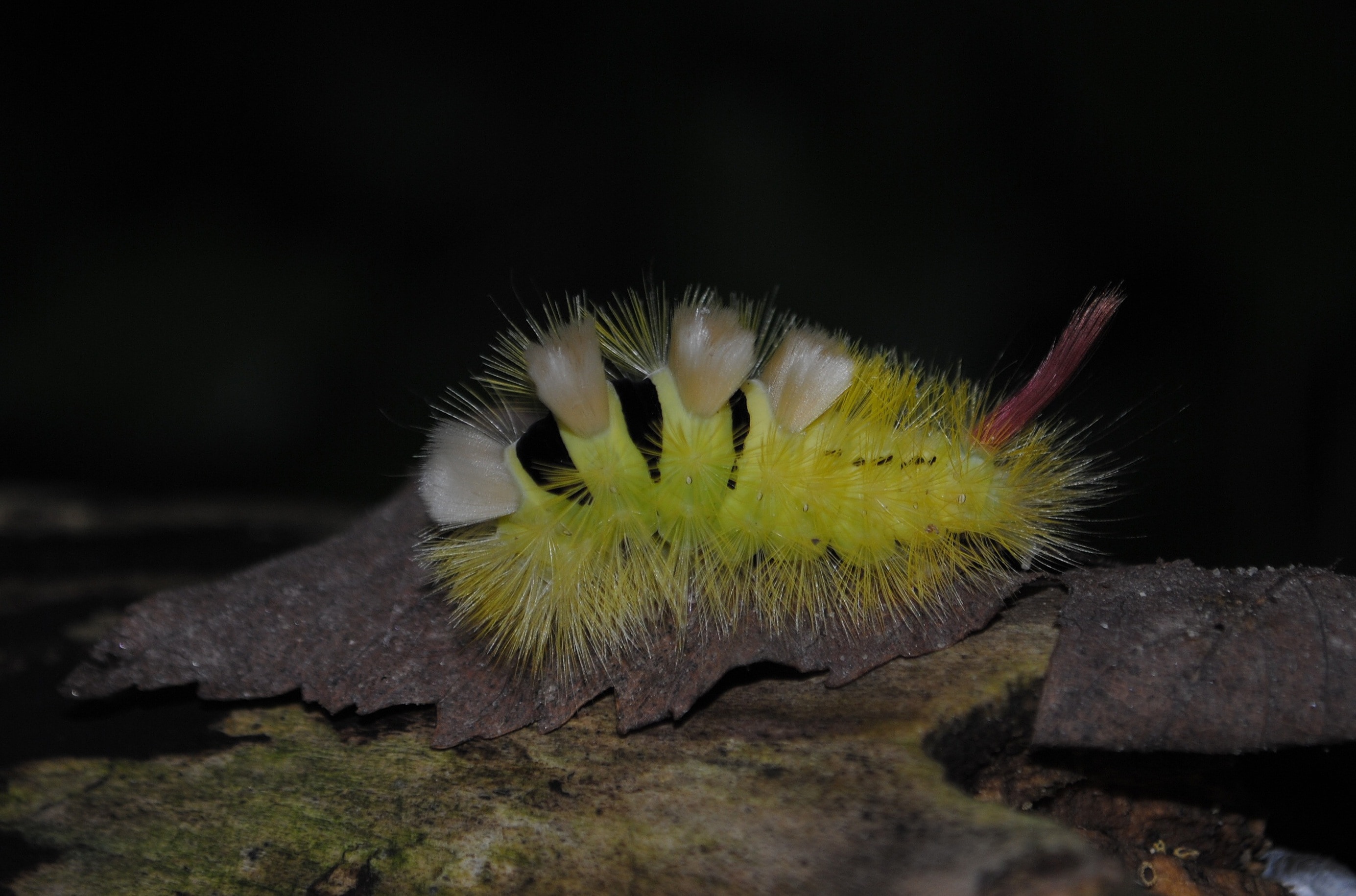 yellow catterpillar