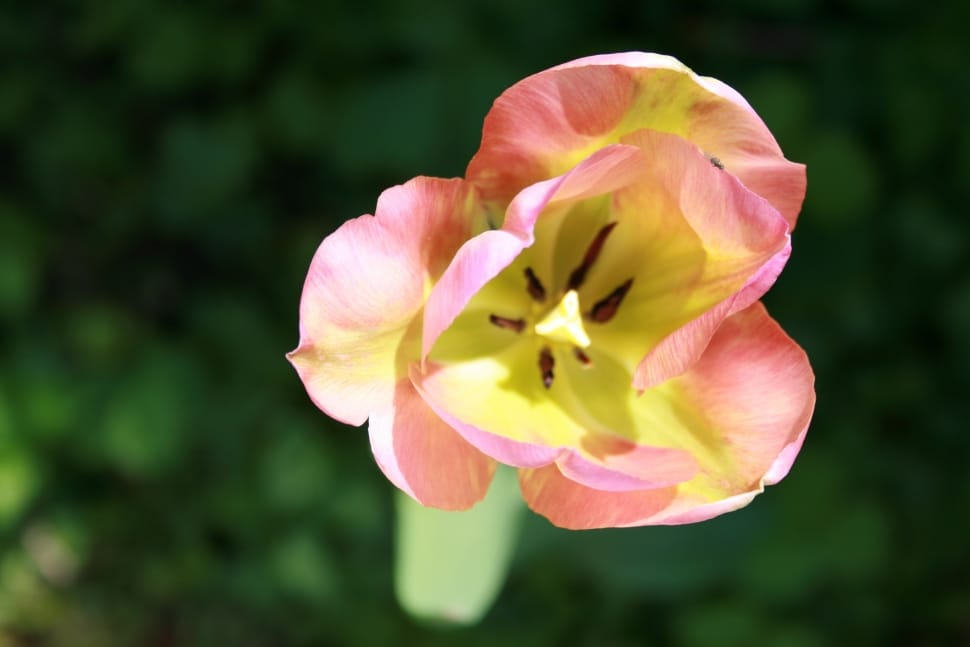 pink and yellow tulip preview