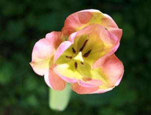 pink and yellow tulip thumbnail