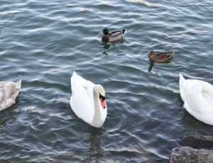 swan and mallard ducks thumbnail