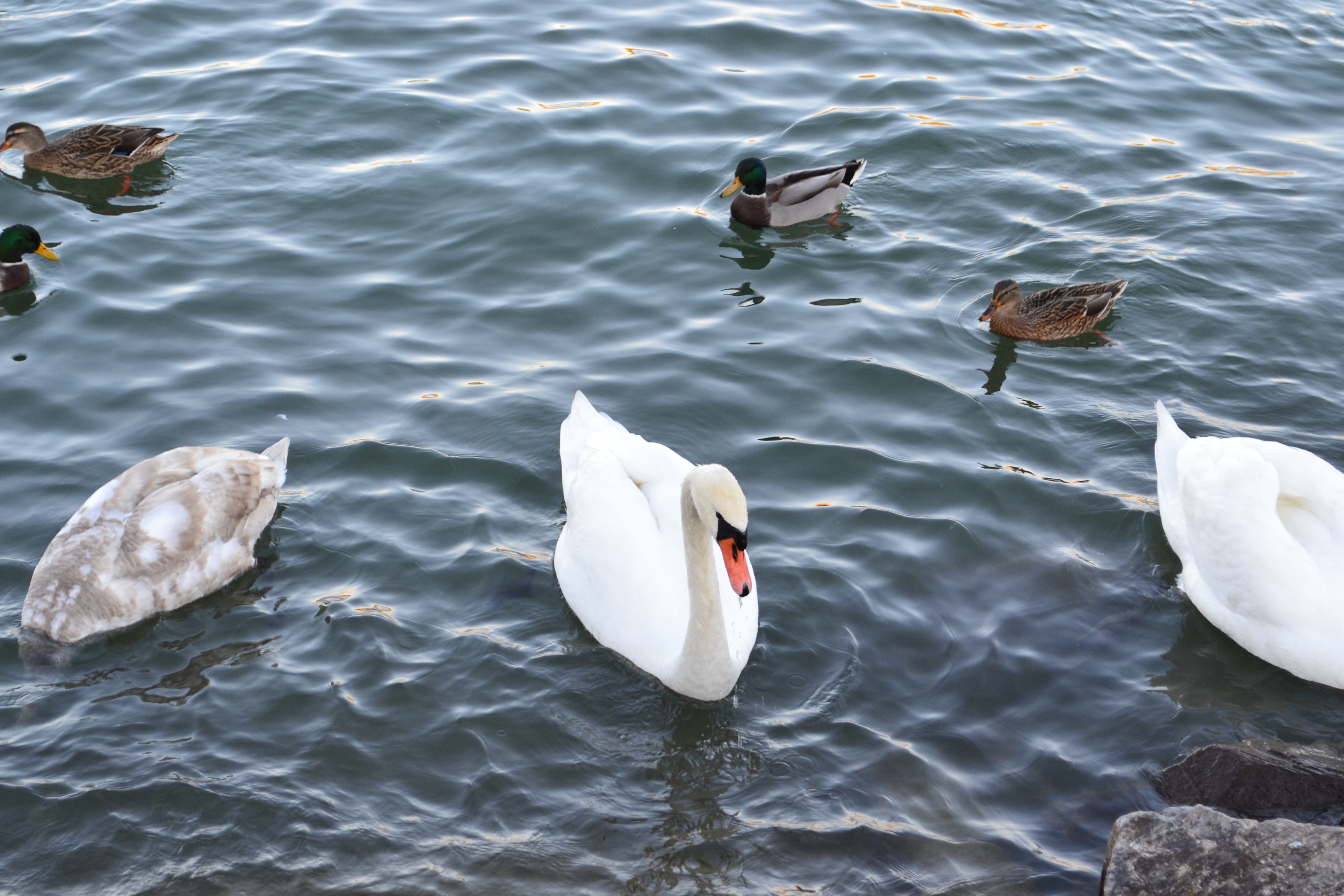 swan and mallard ducks