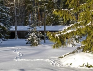 snow covered filled with trees during daytime photo thumbnail