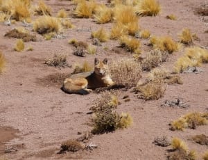 coyote in desert thumbnail