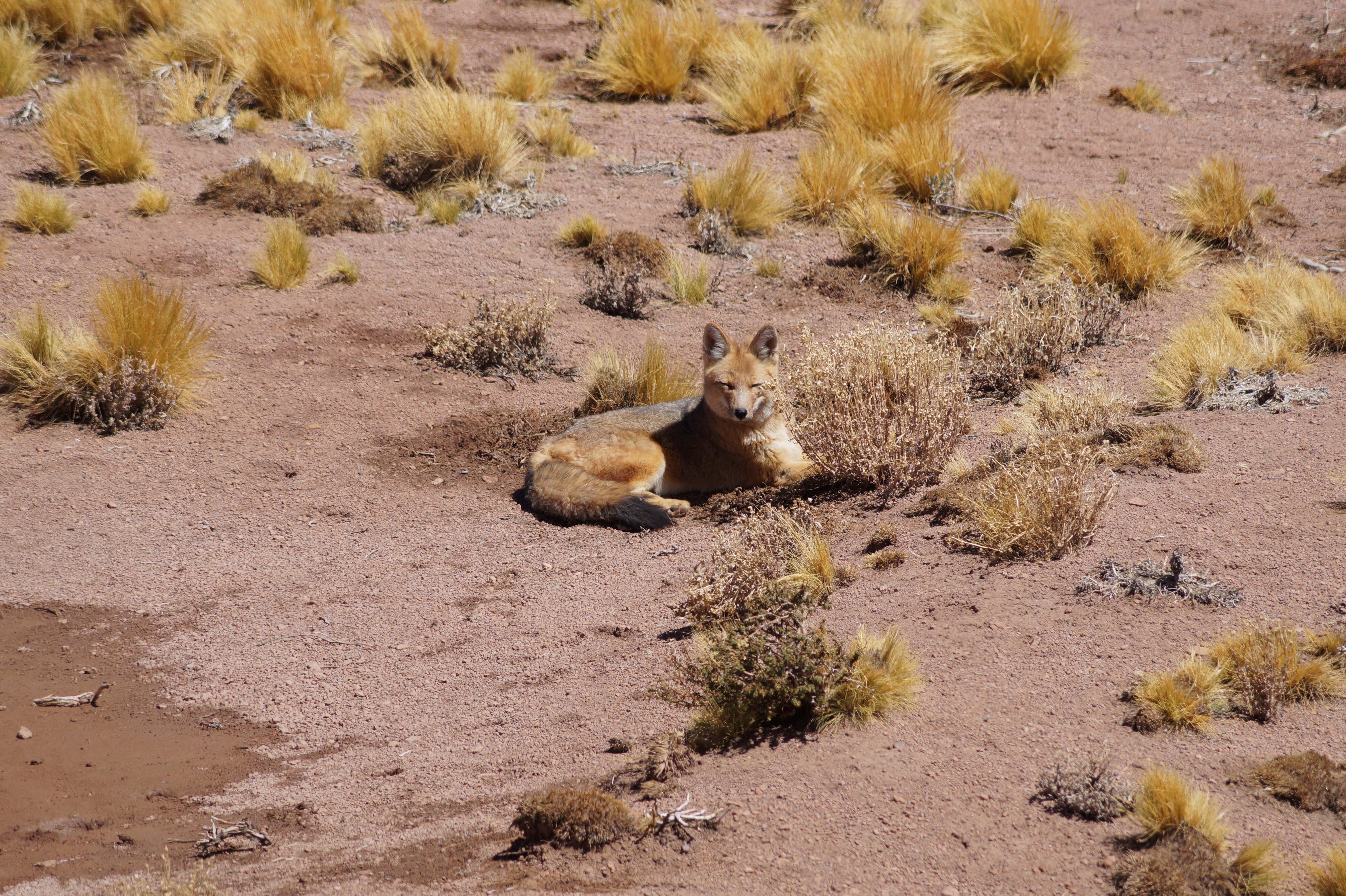 coyote in desert