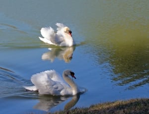 two white swan on lake thumbnail