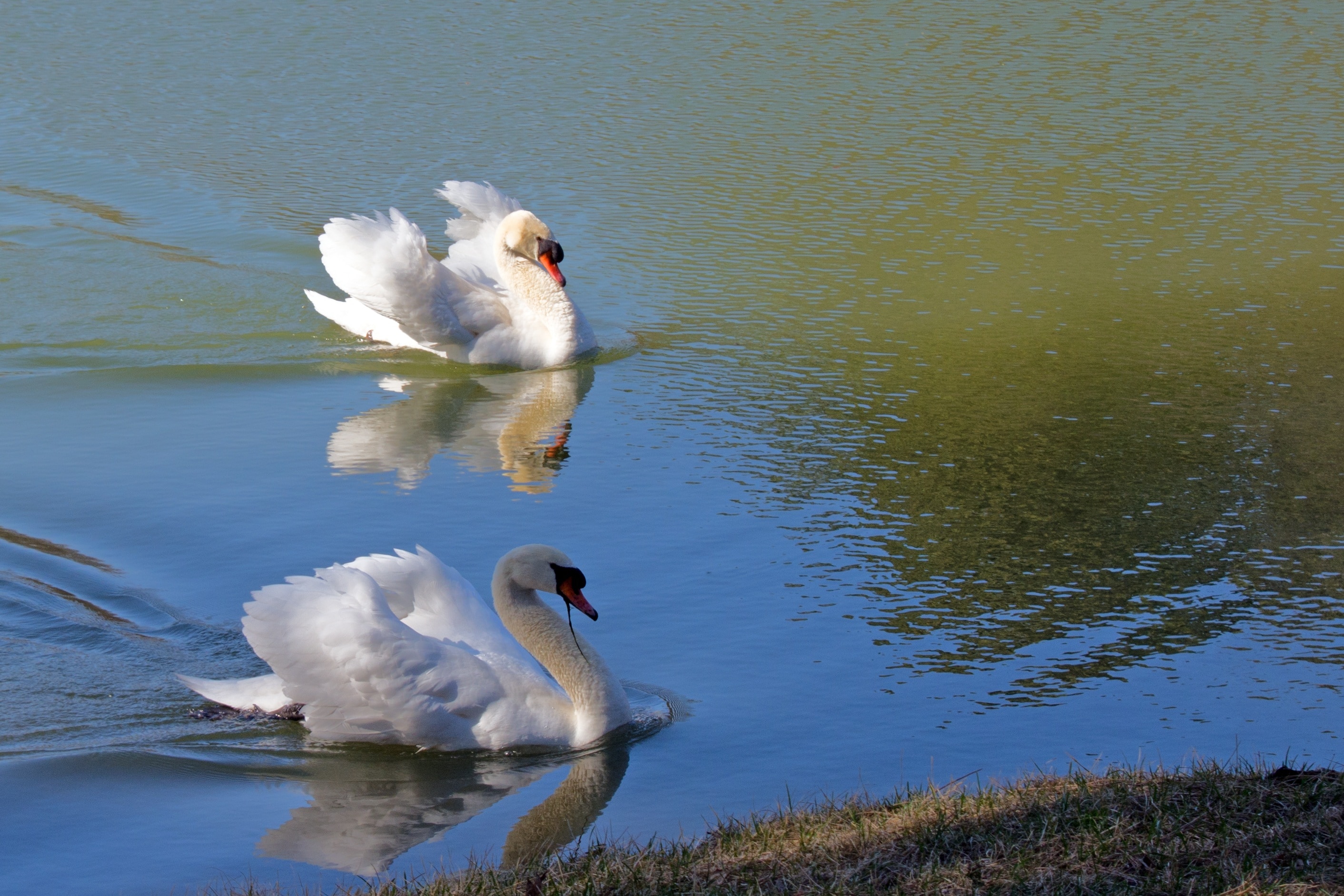 two white swan on lake