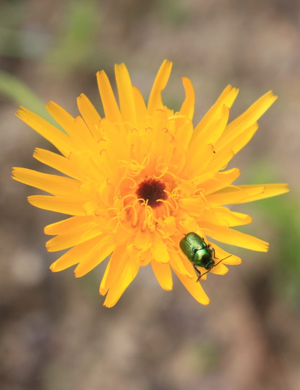 yellow petal flower and green insect preview