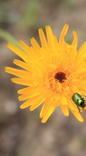 yellow petal flower and green insect thumbnail