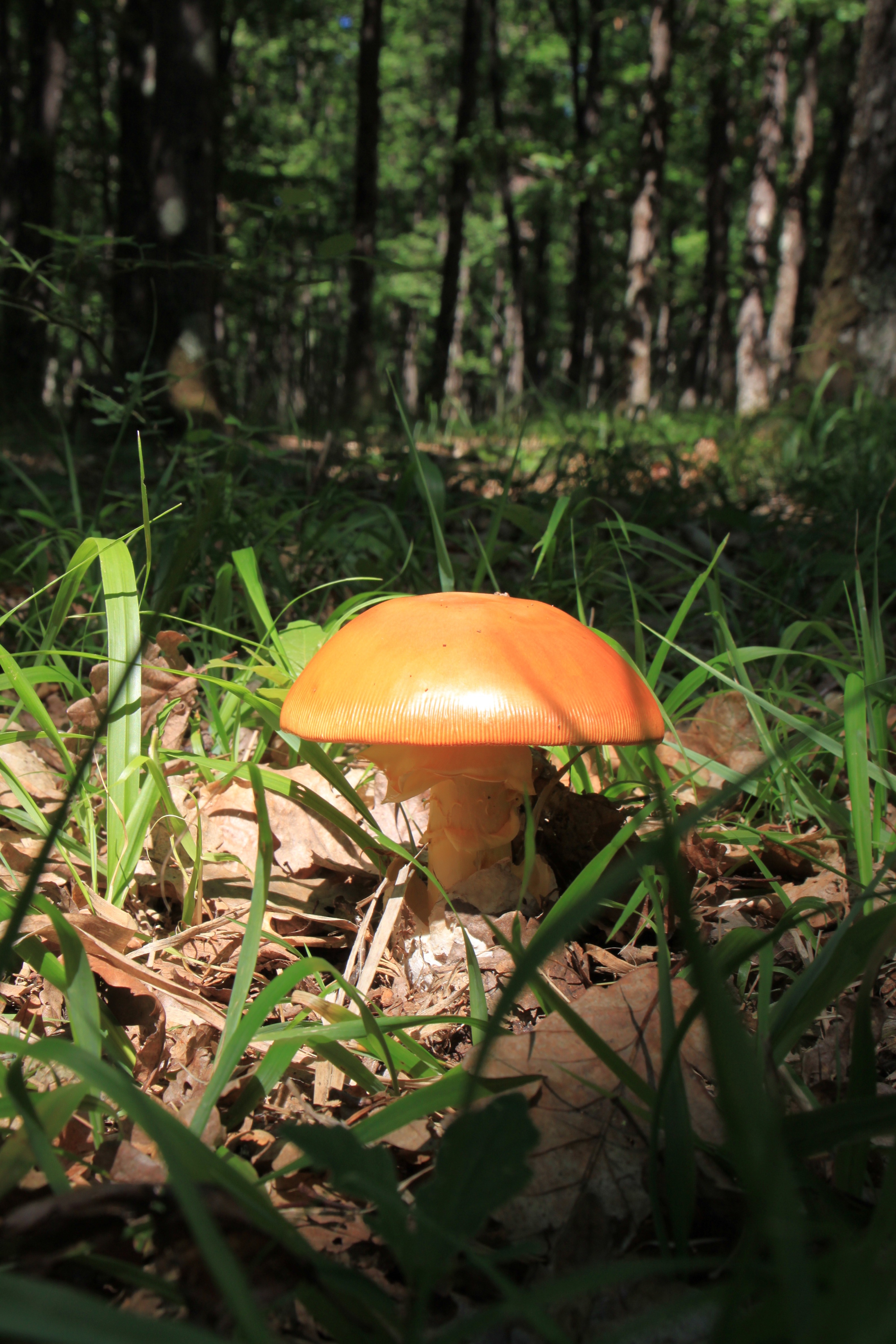 orange mushroom