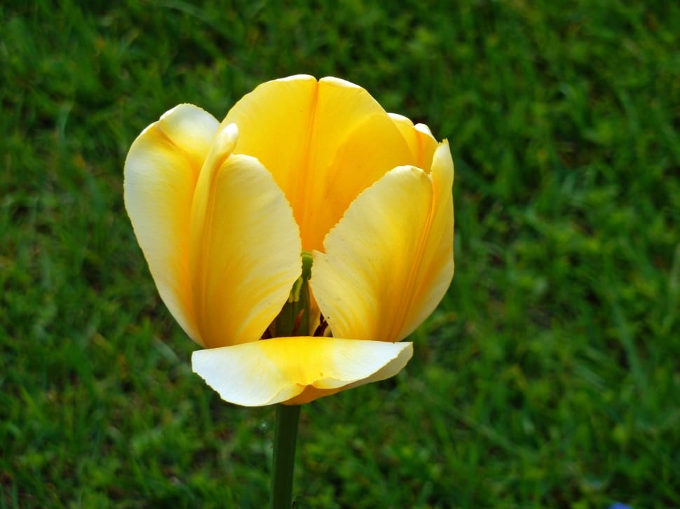 yellow tulip preview
