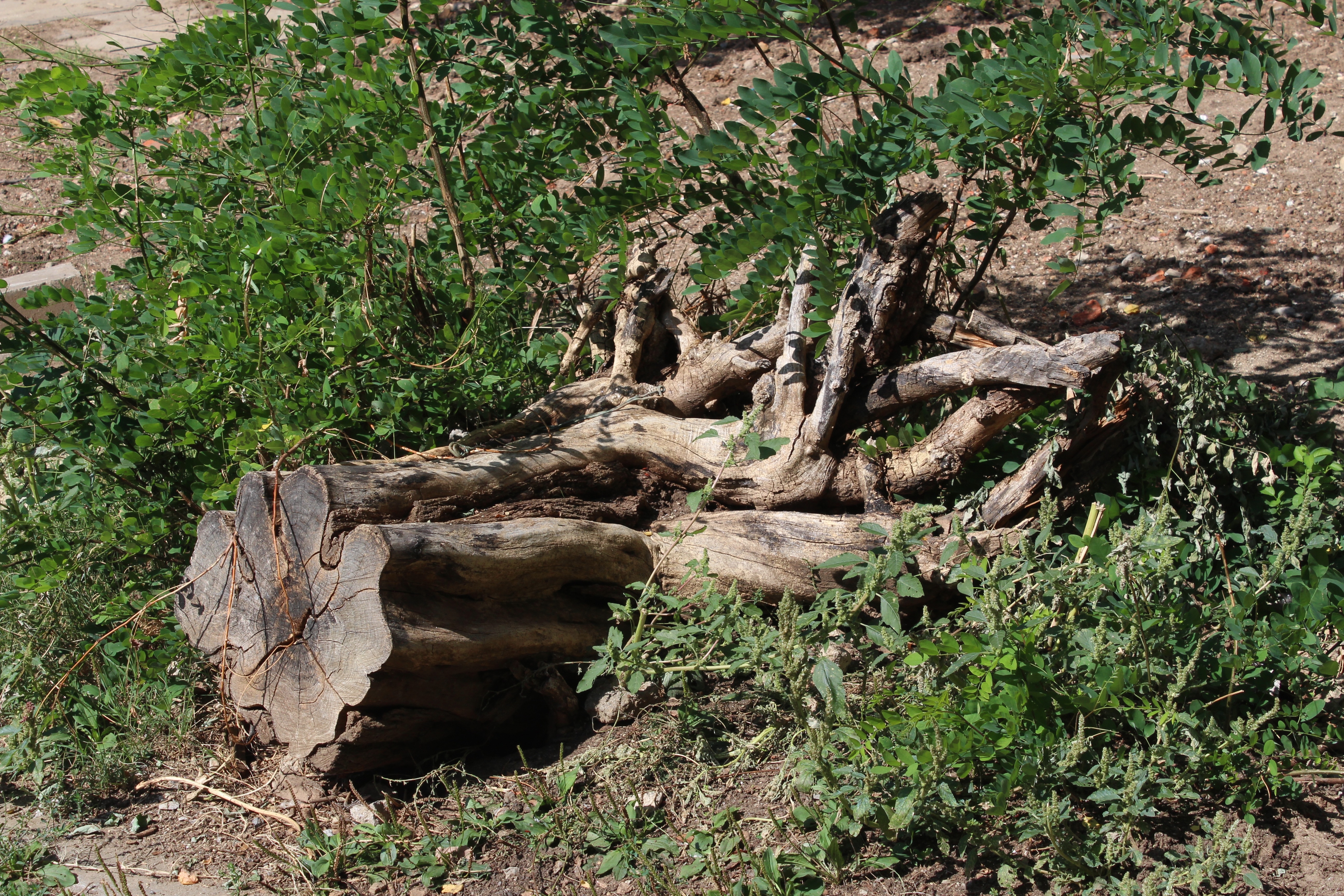 brown chopped tree