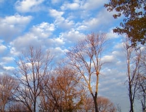 trees during cloudy daytime thumbnail