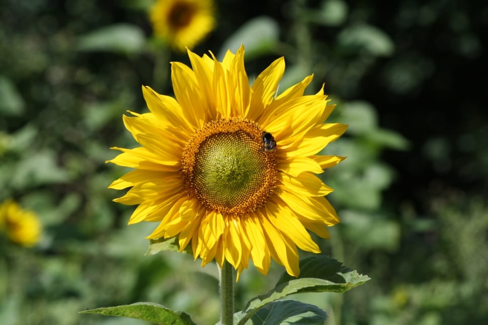 yellow sunflower photography preview