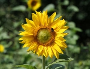 yellow sunflower photography thumbnail